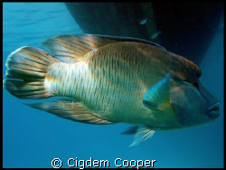 Napoleon wrasse by Cigdem Cooper 